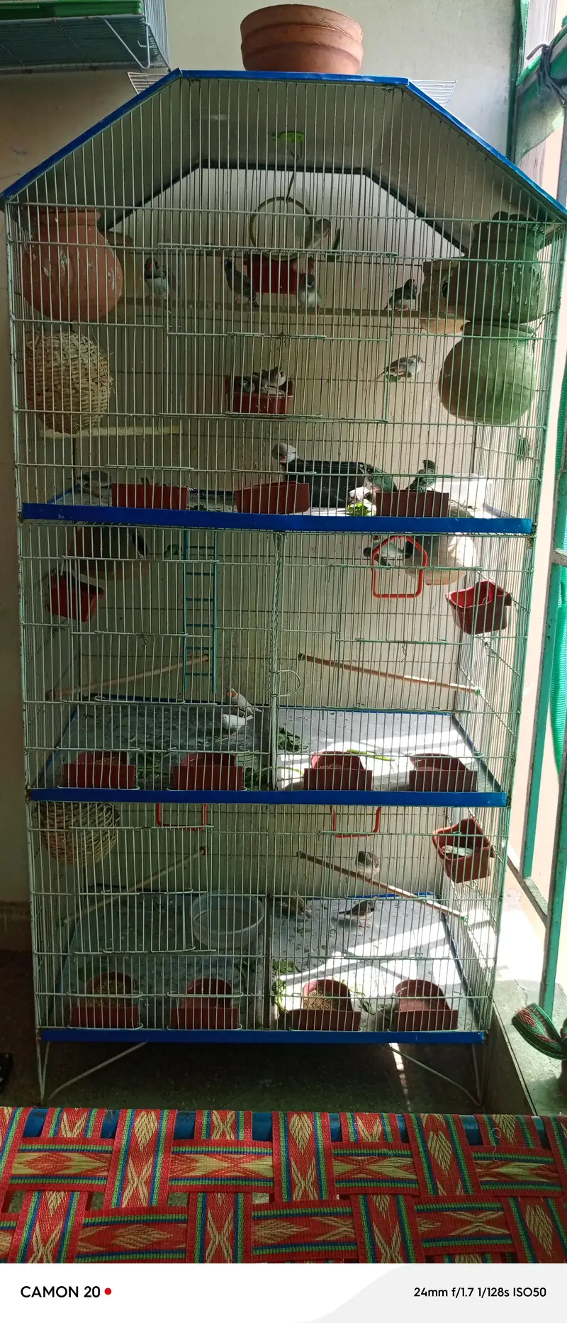 zabra finches others finches available with 3 story cage unlimited — photo 5
