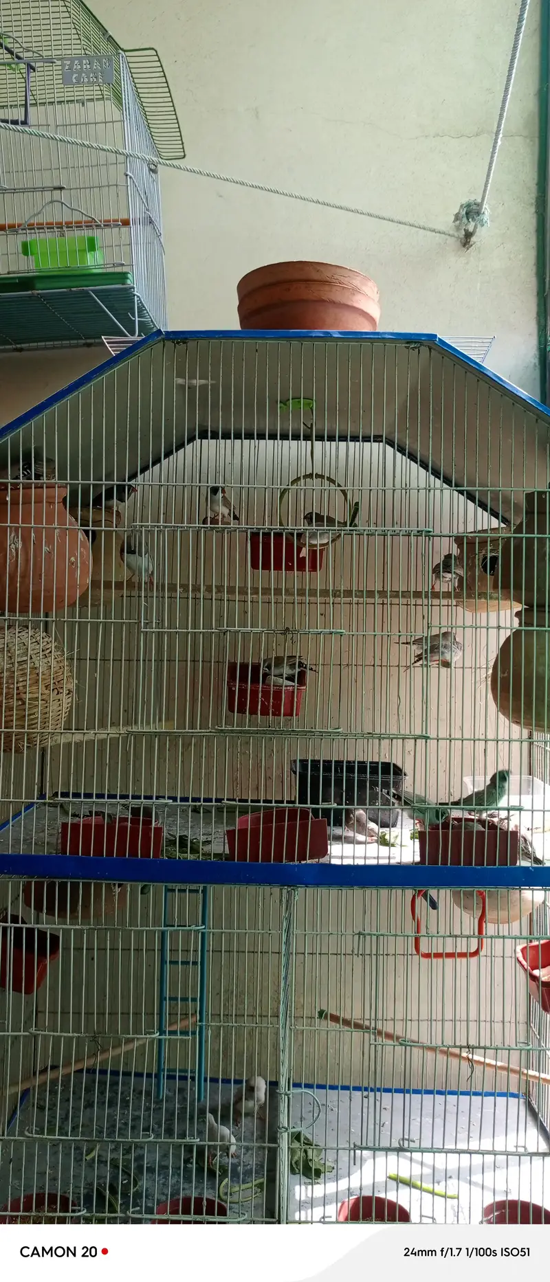 zabra finches others finches available with 3 story cage unlimited — photo 6