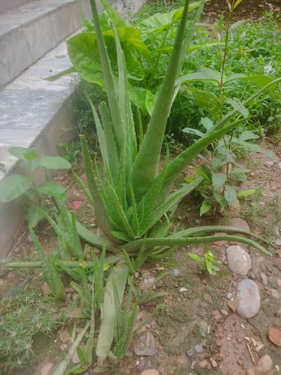 Aloe Vera Plant   For Sale