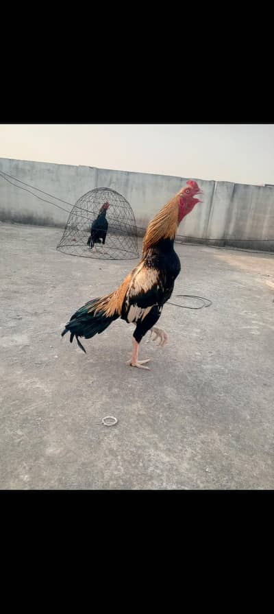 sawa Aseel murga bhout he nayaab chez
