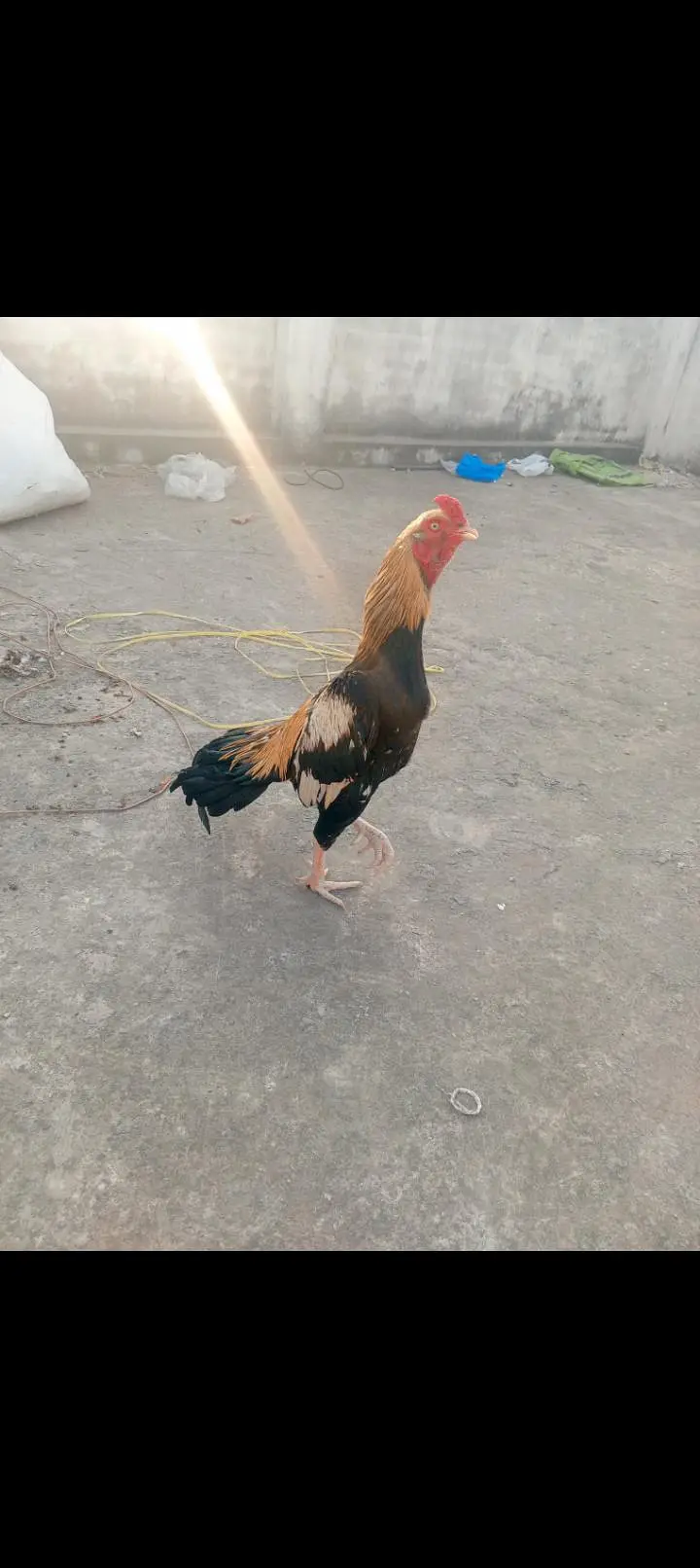 sawa Aseel murga bhout he nayaab chez — photo 2