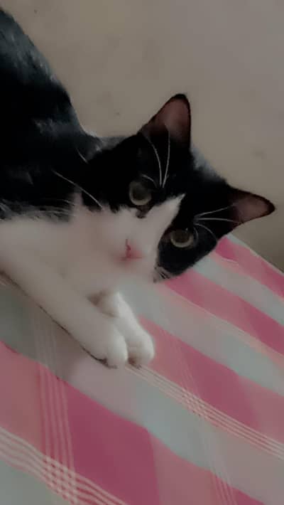 black beauty cat