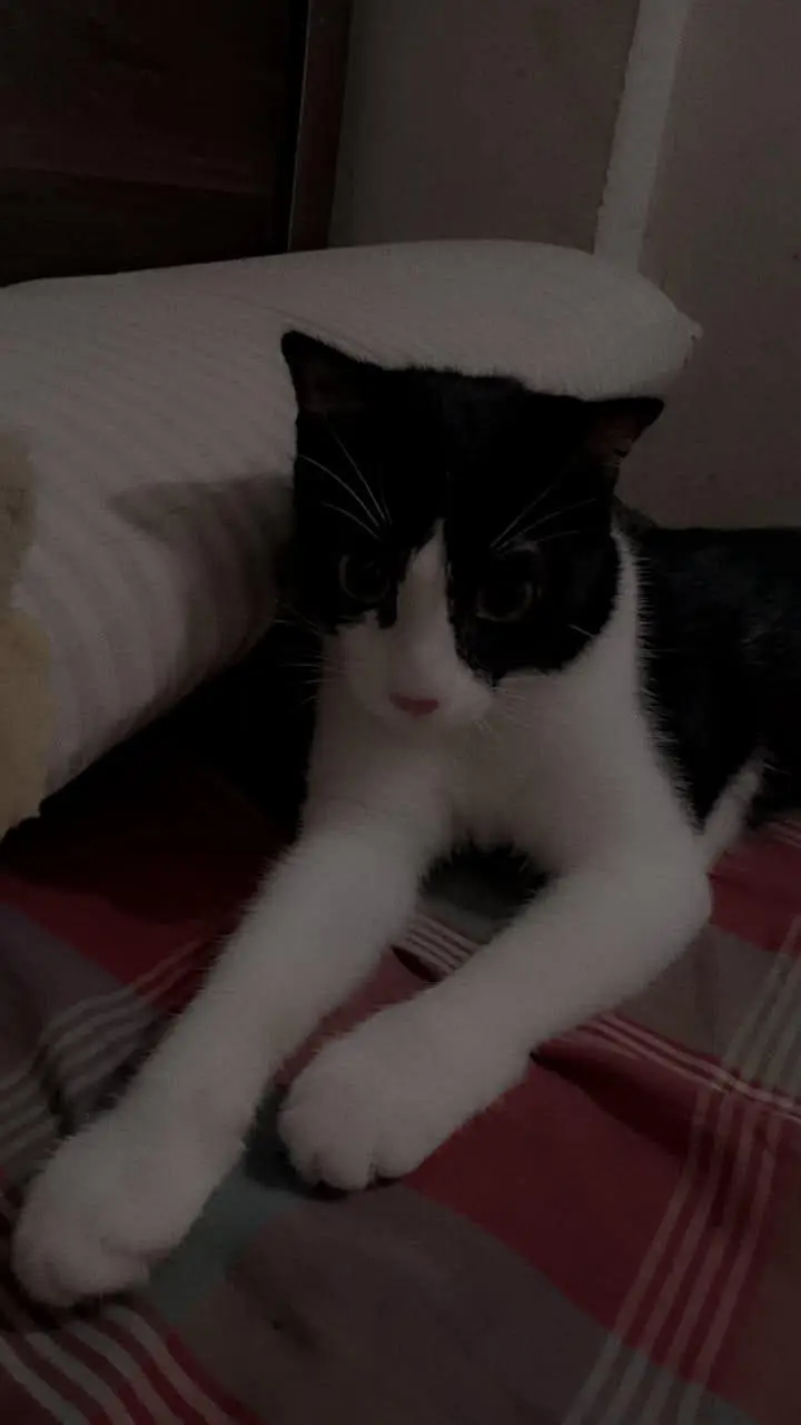 black beauty cat — photo 2