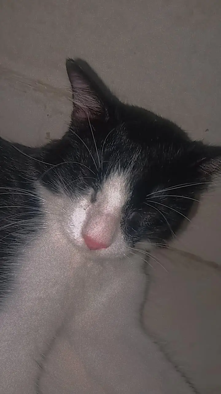 black beauty cat — photo 3