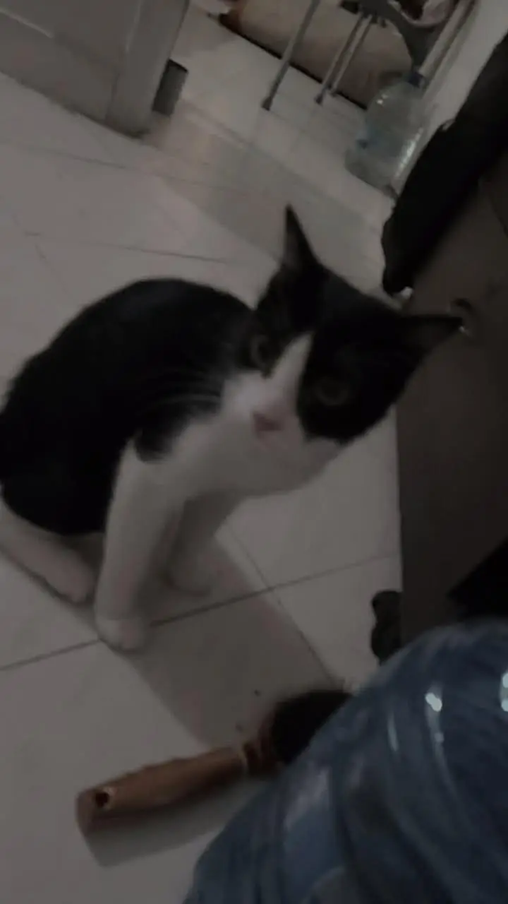 black beauty cat — photo 5