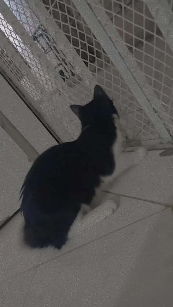 black beauty cat — photo 6