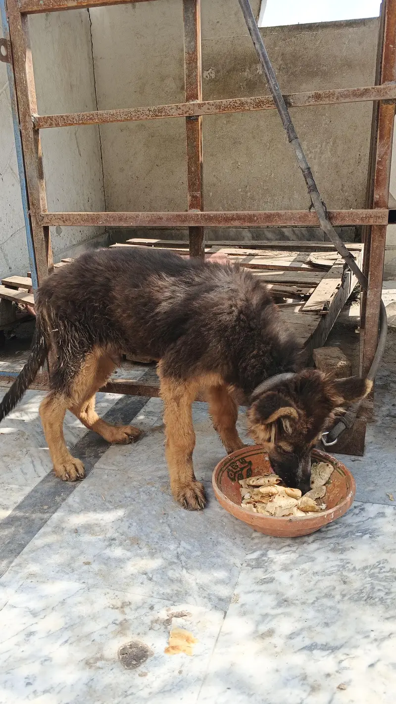 German shepherd | GSD | German pup | German shepherd puppies| Long cot