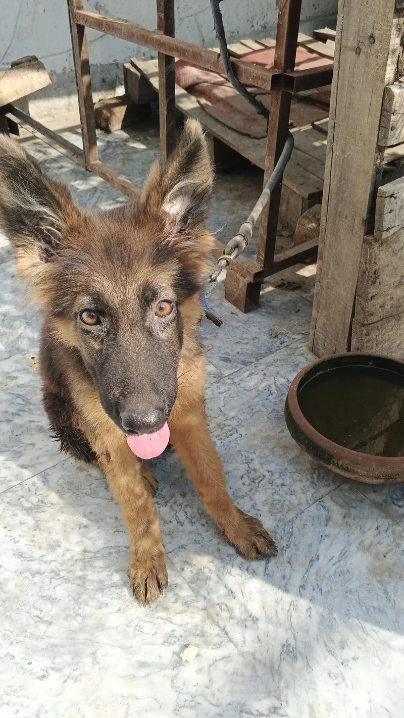 German shepherd | GSD | German pup | German shepherd puppies| Long cot — photo 2