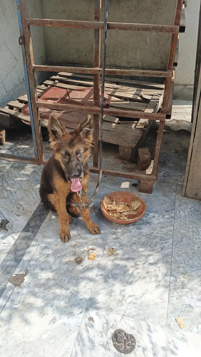 German shepherd | GSD | German pup | German shepherd puppies| Long cot — photo 3