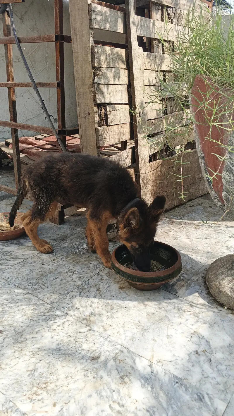 German shepherd | GSD | German pup | German shepherd puppies| Long cot — photo 4