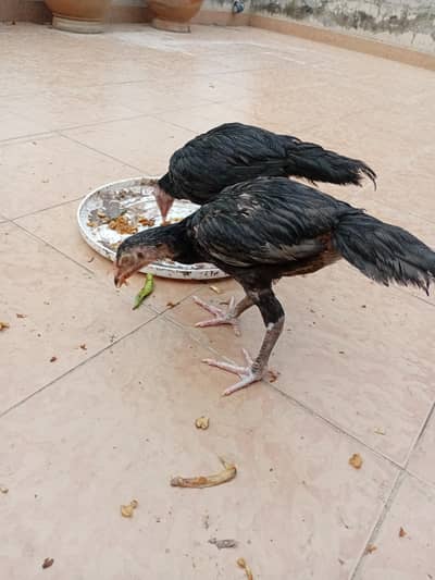 aseel chicks beautiful black