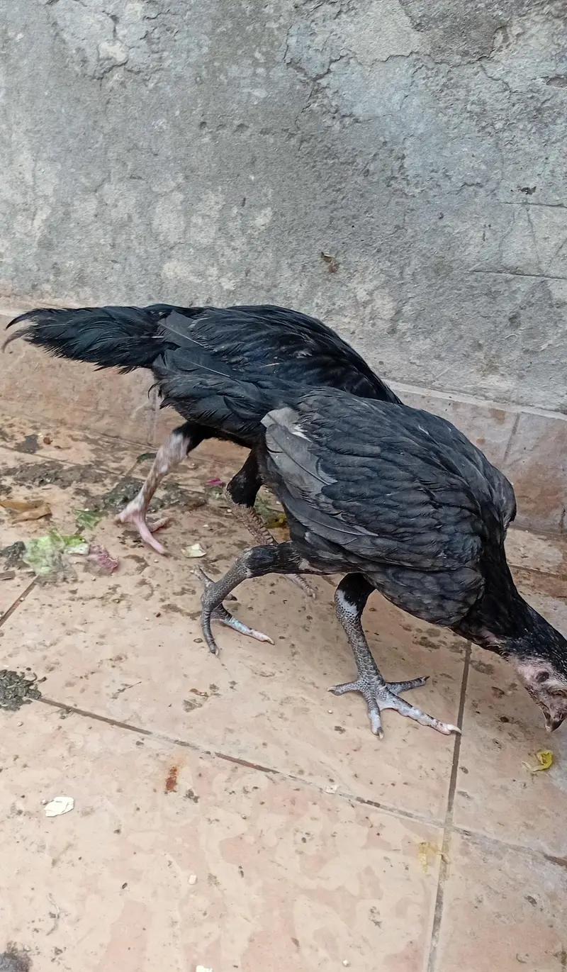 aseel chicks beautiful black — photo 2