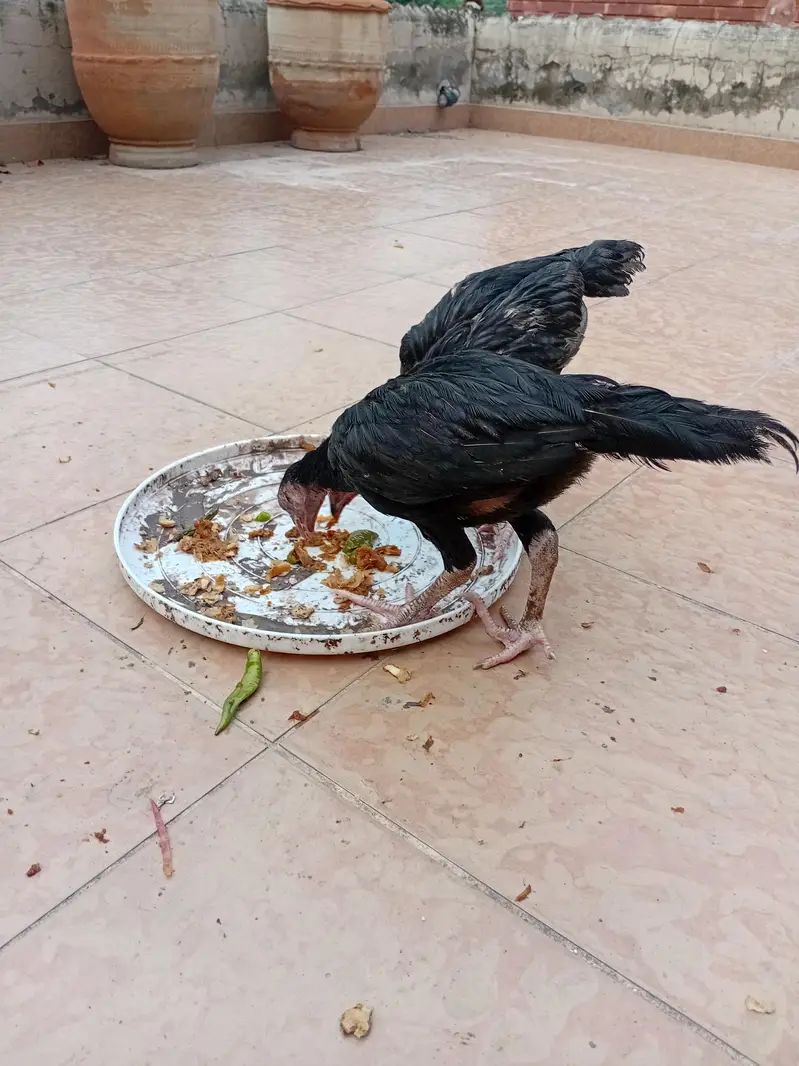 aseel chicks beautiful black — photo 3