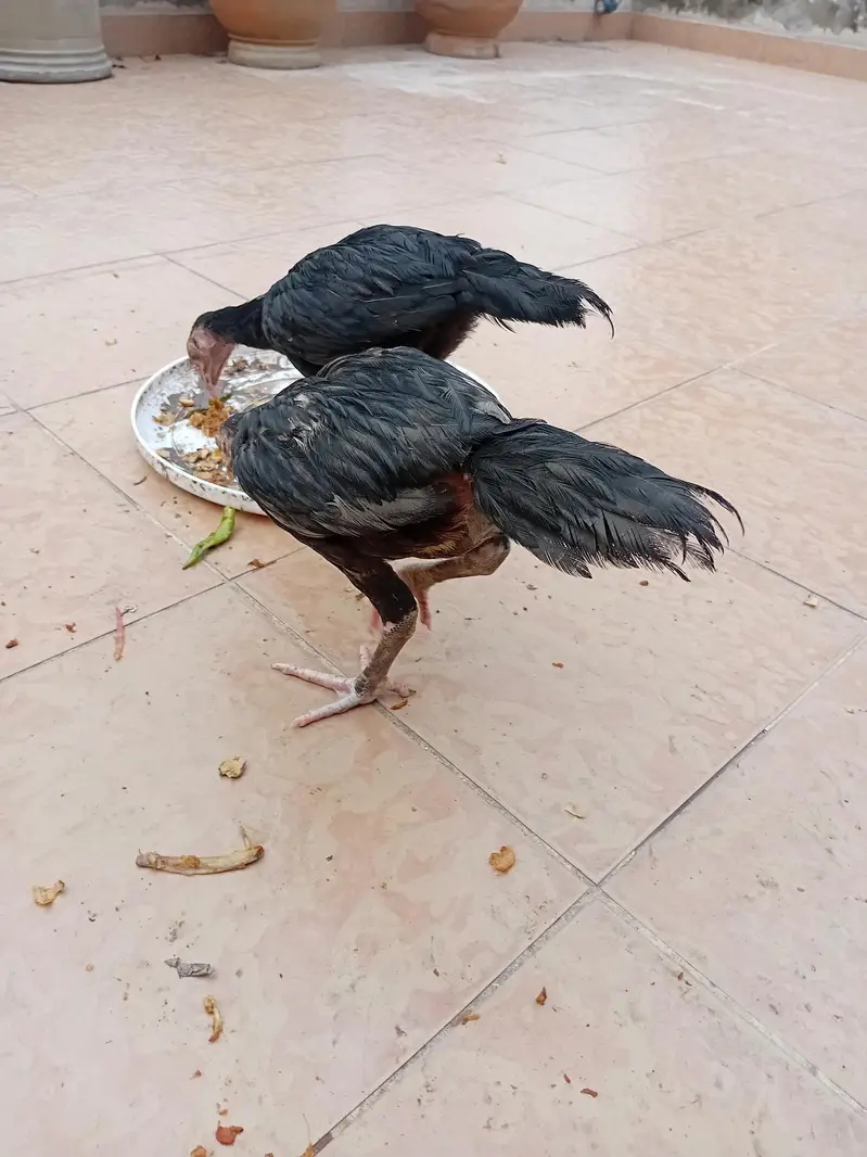 aseel chicks beautiful black — photo 4