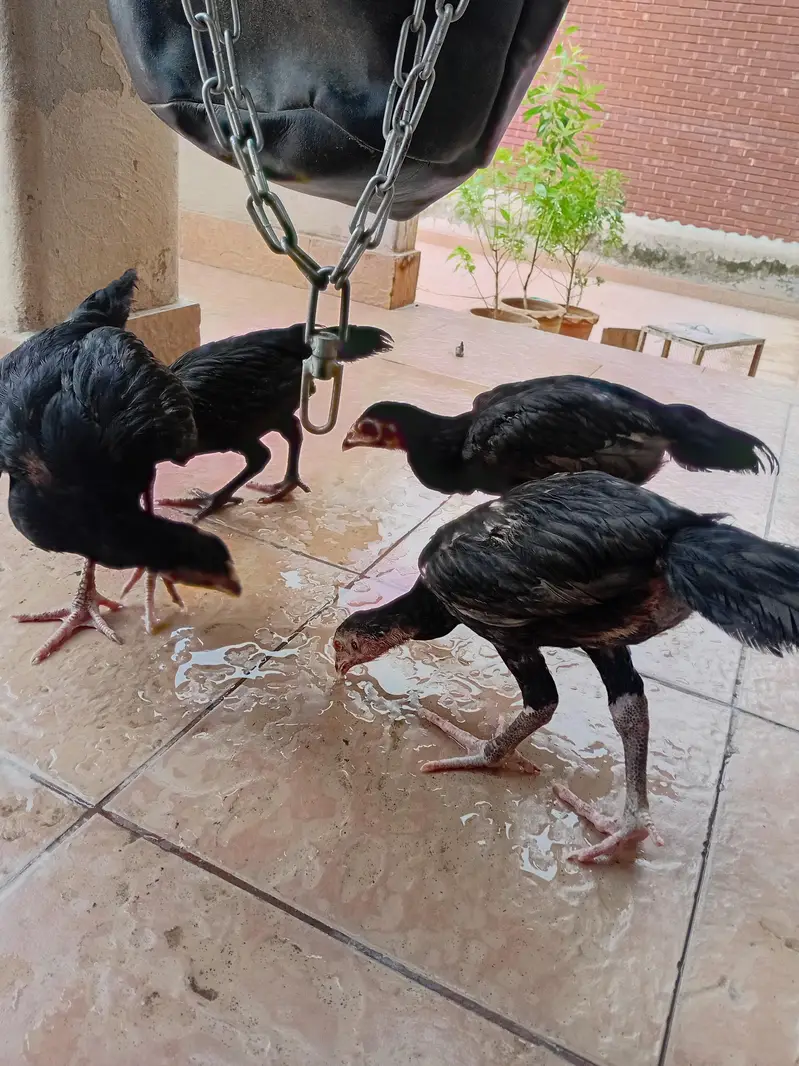 aseel chicks beautiful black — photo 5