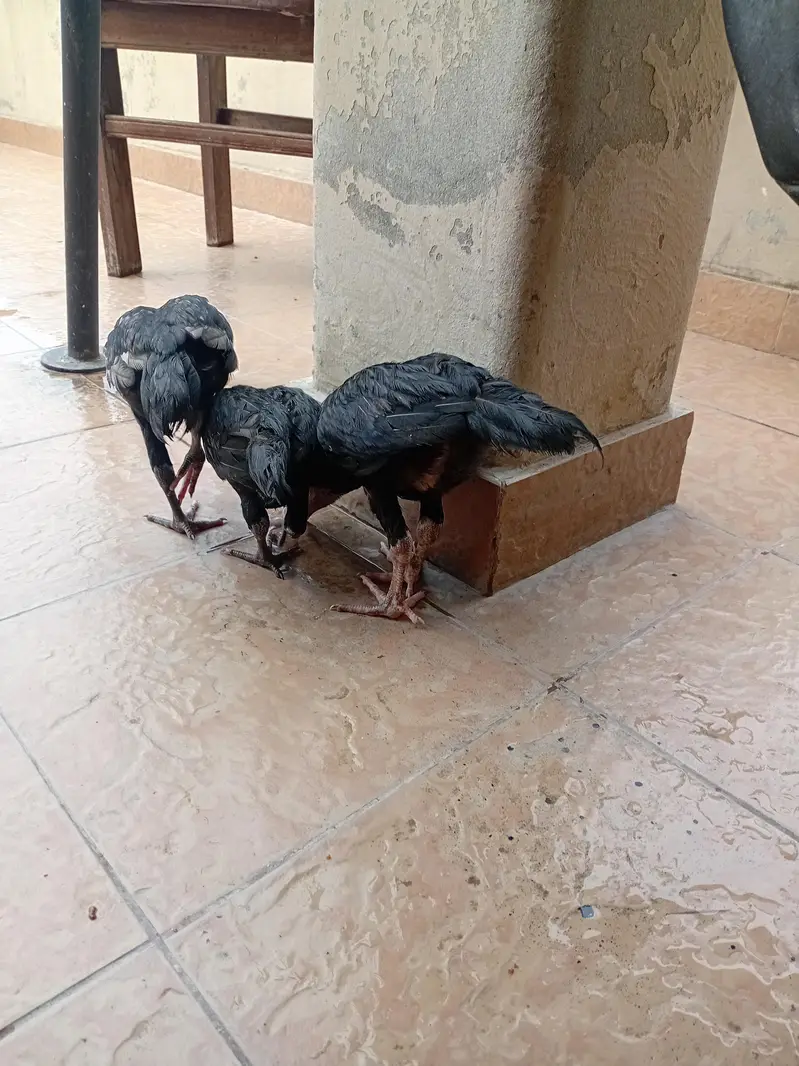 aseel chicks beautiful black — photo 6
