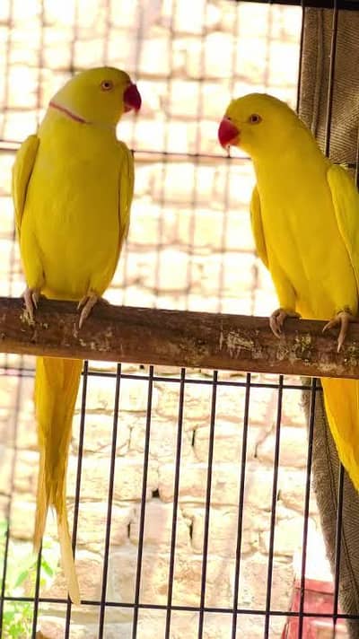 Yellow ringnek Breeder pair