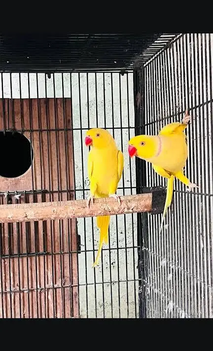 Yellow ringnek Breeder pair — photo 2