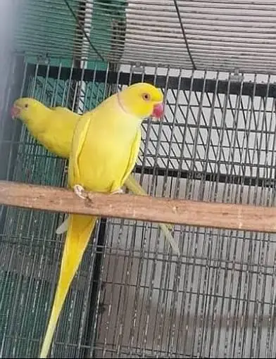 Yellow ringnek Breeder pair — photo 3