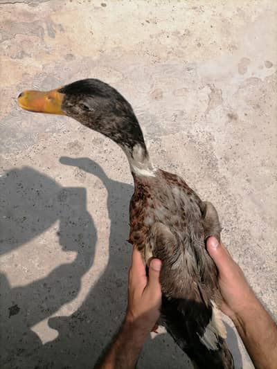 2 ducks for sale hai