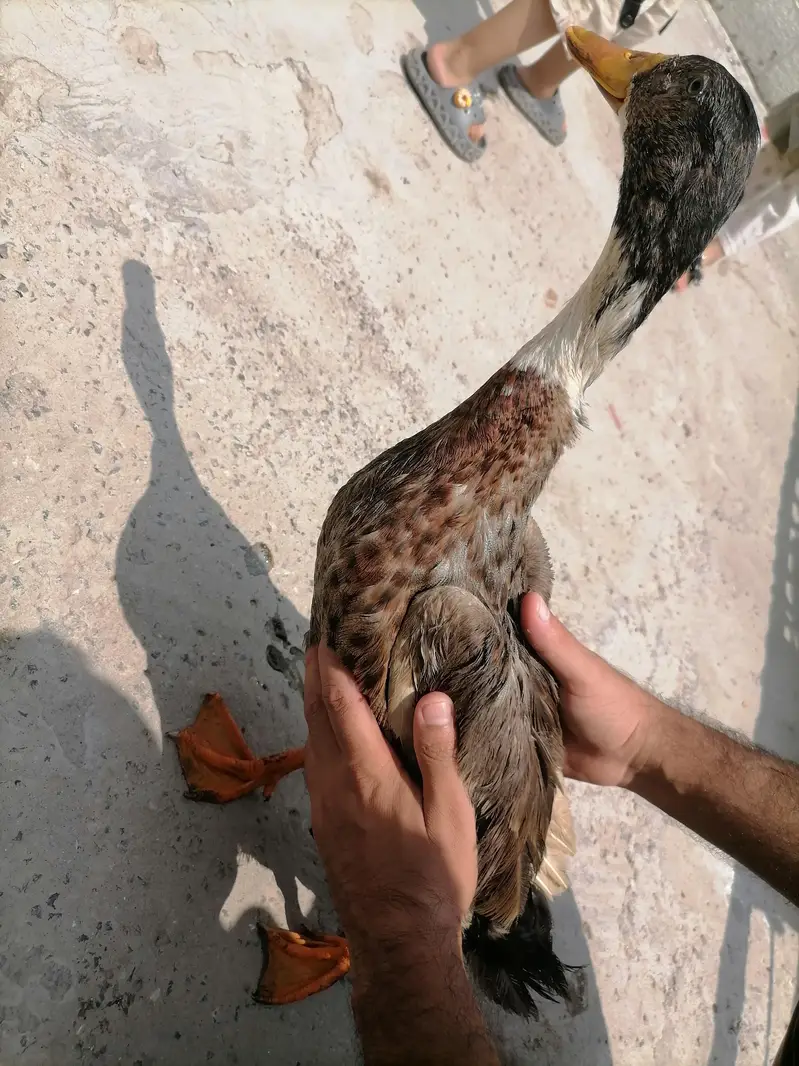 2 ducks for sale hai — photo 2