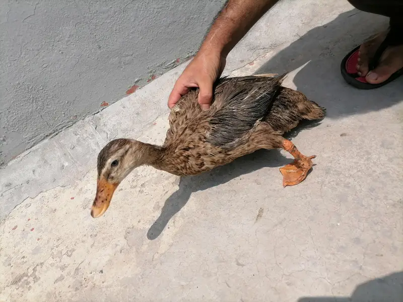 2 ducks for sale hai — photo 3