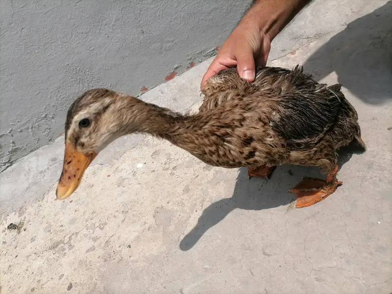 2 ducks for sale hai — photo 4