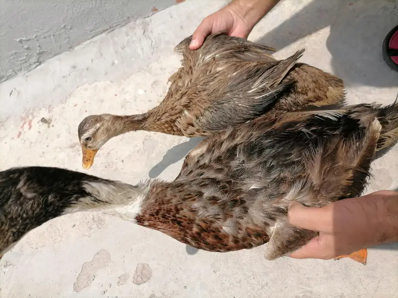 2 ducks for sale hai — photo 5