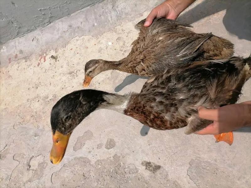 2 ducks for sale hai — photo 6