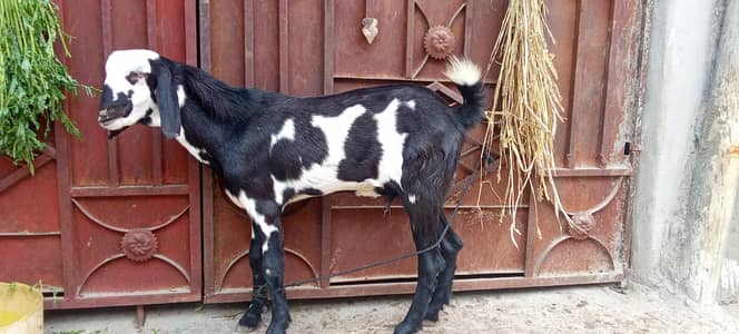 Black and white male tapra