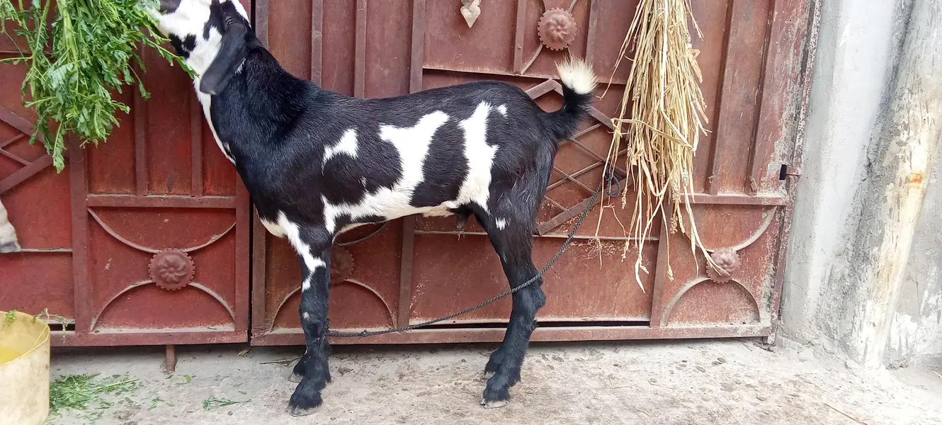 Black and white male tapra — photo 2