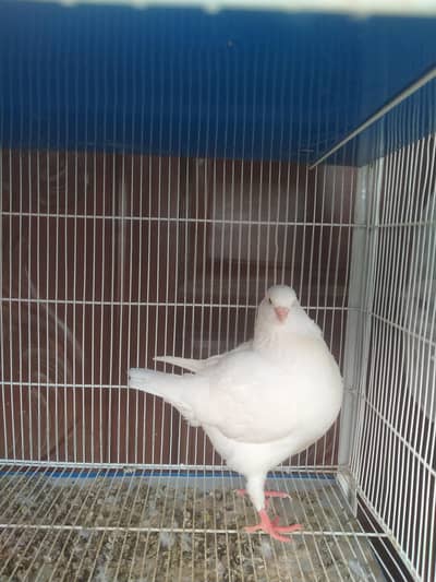 king Modena ke 3 males for sale