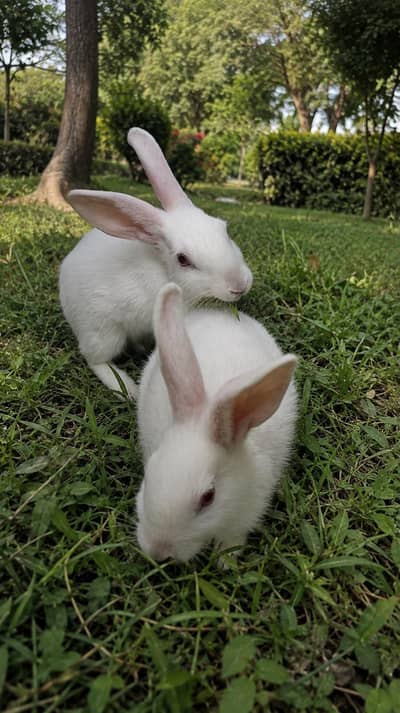 pair of white rabbits