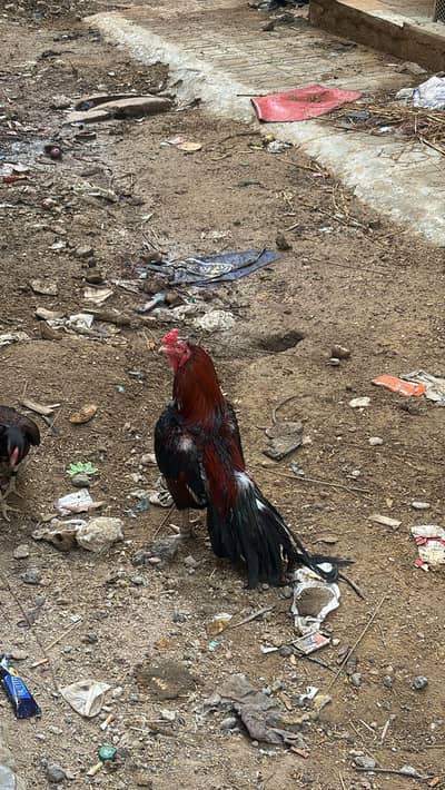 pure mainwali phatta available father pic attached