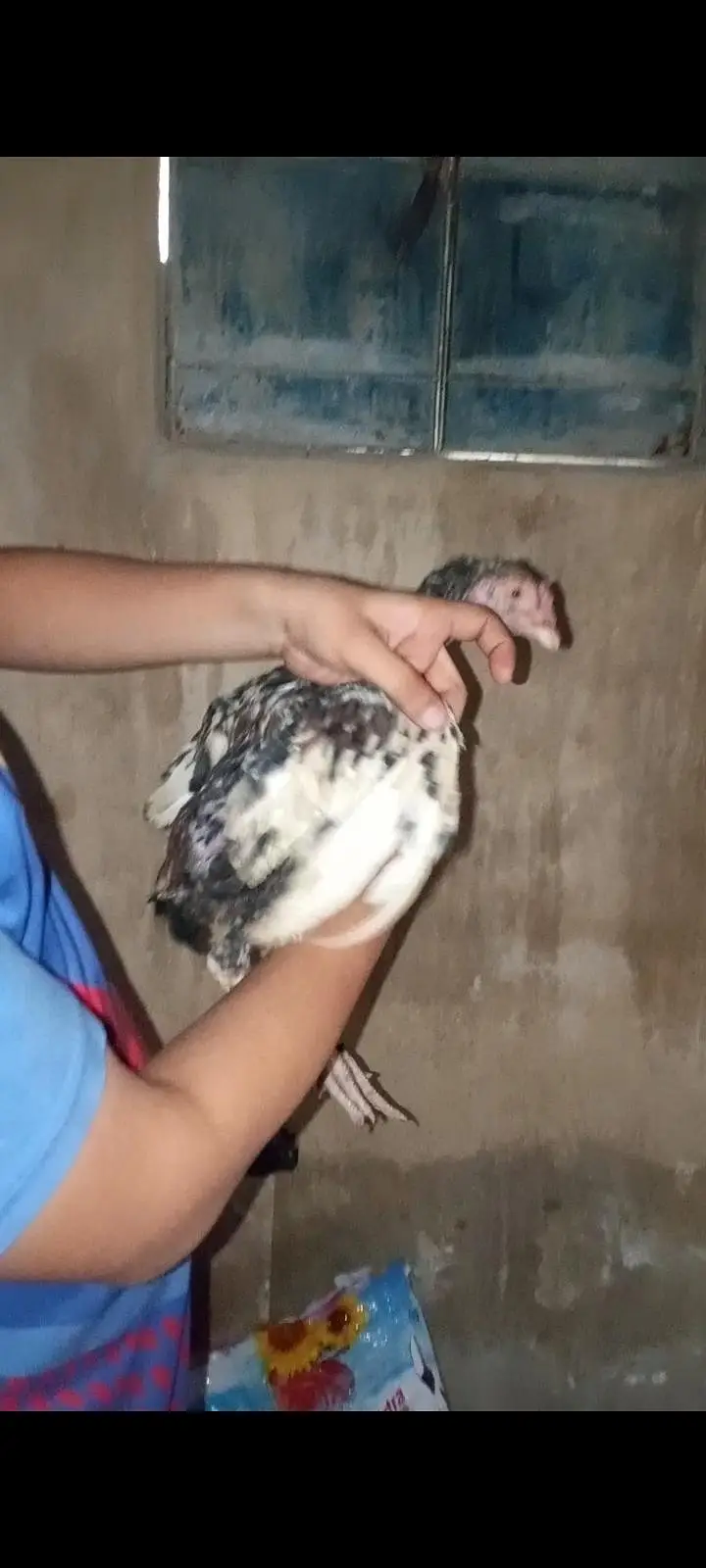 pure mainwali phatta available father pic attached — photo 2