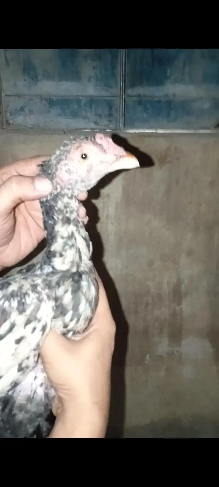 pure mainwali phatta available father pic attached — photo 3