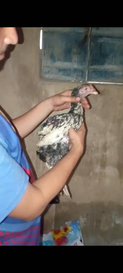 pure mainwali phatta available father pic attached