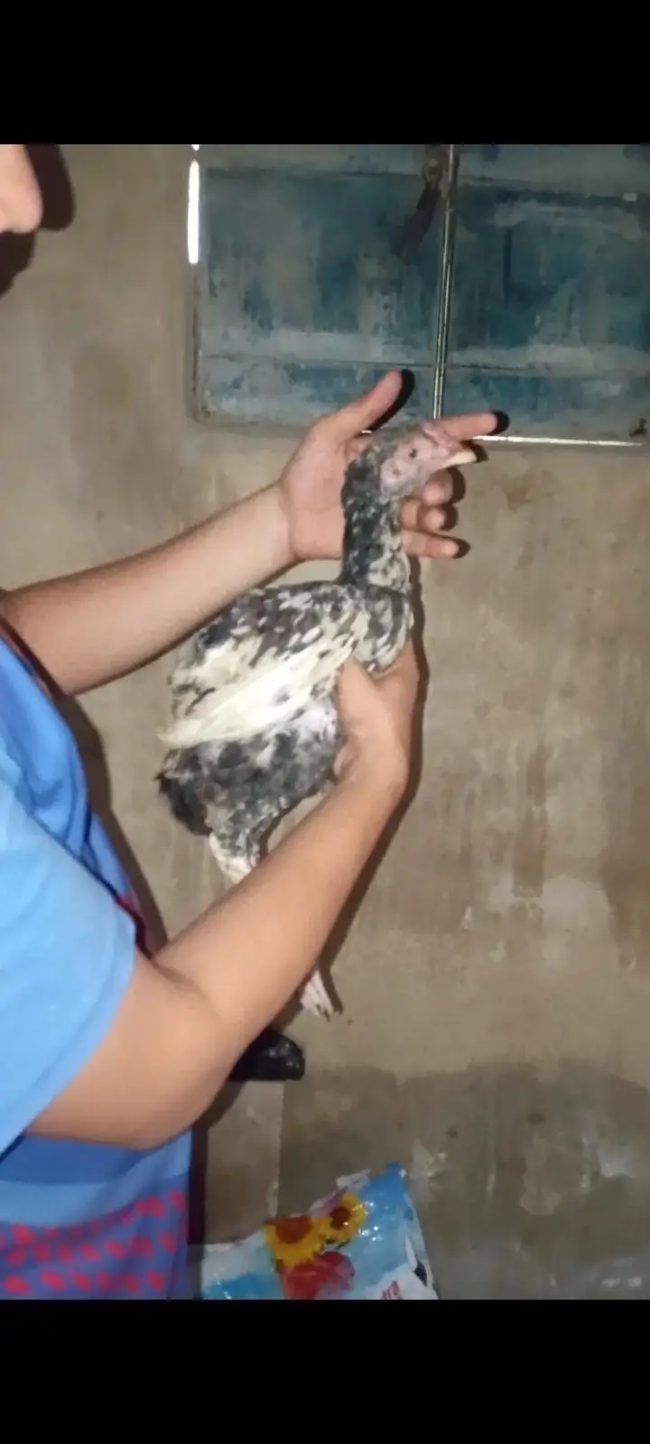 pure mainwali phatta available father pic attached — photo 5