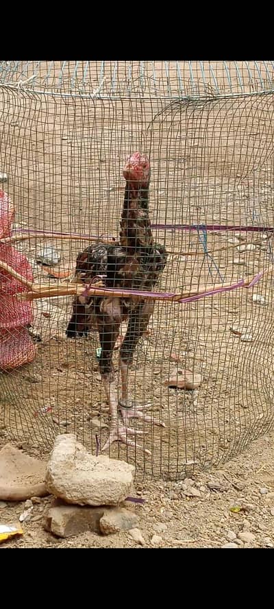 pure mainwali phatta available father pic attached