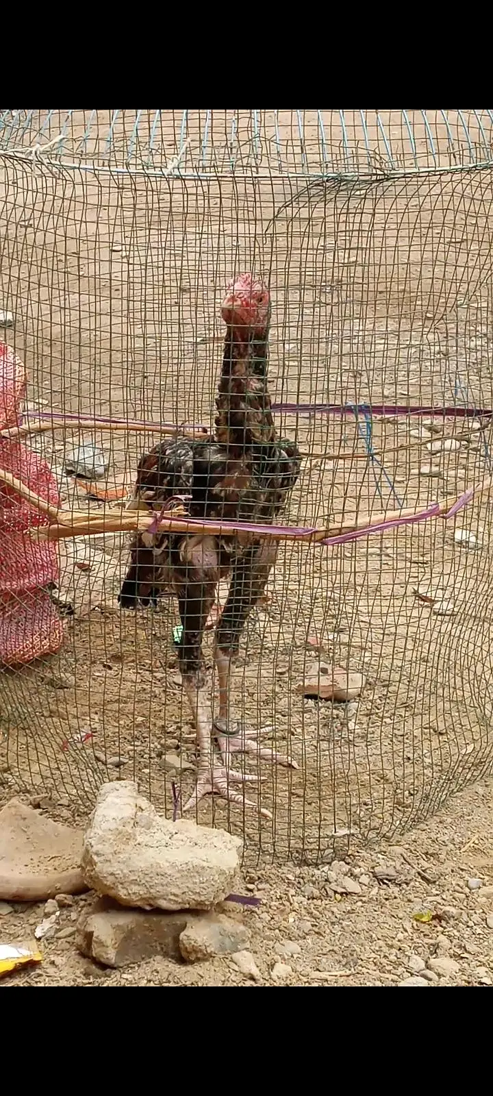 pure mainwali phatta available father pic attached — photo 6
