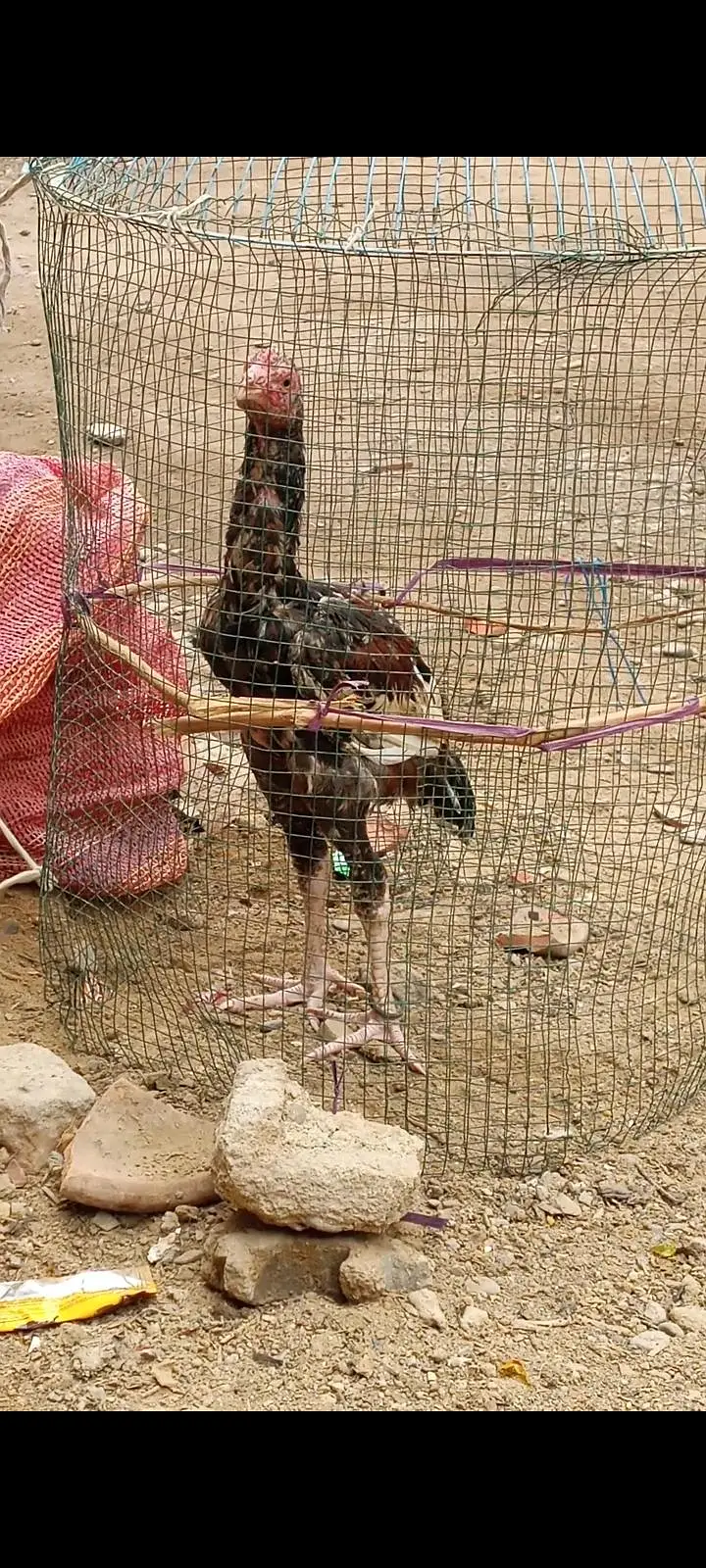 pure mainwali phatta available father pic attached — photo 7