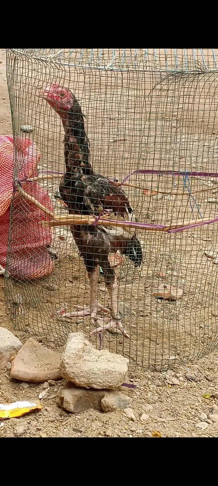 pure mainwali phatta available father pic attached — photo 9