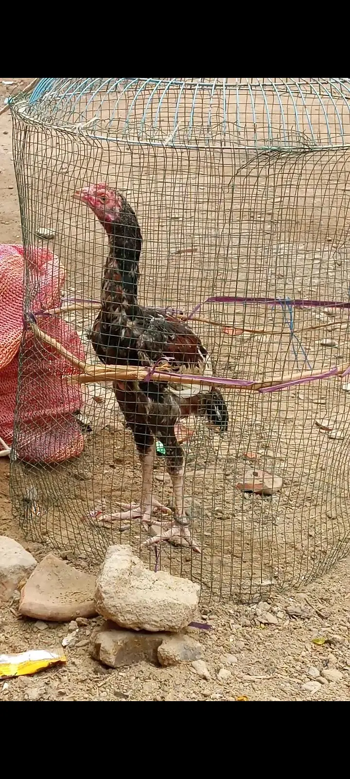 pure mainwali phatta available father pic attached — photo 10