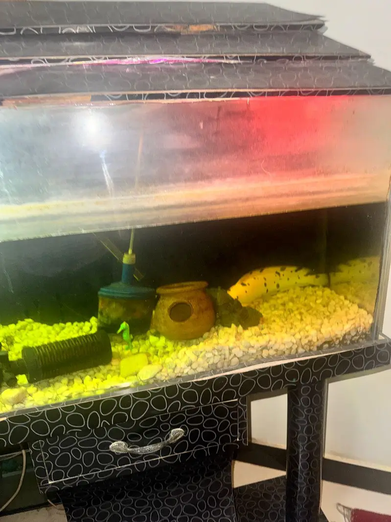 Aquarium and fishes for sell — photo 2