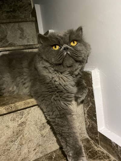 cat's selling