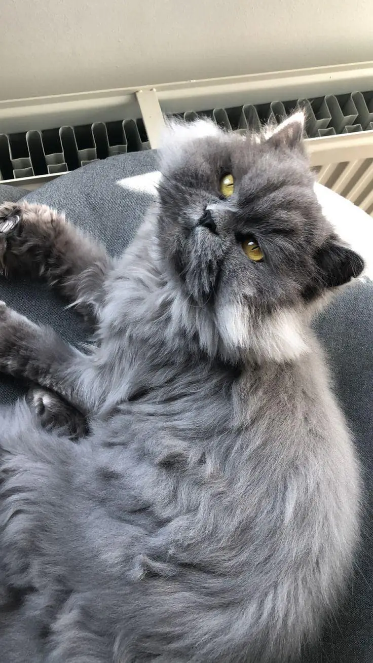 cat's selling — photo 2