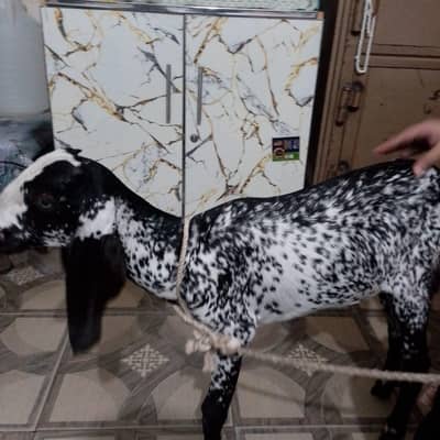 goat female