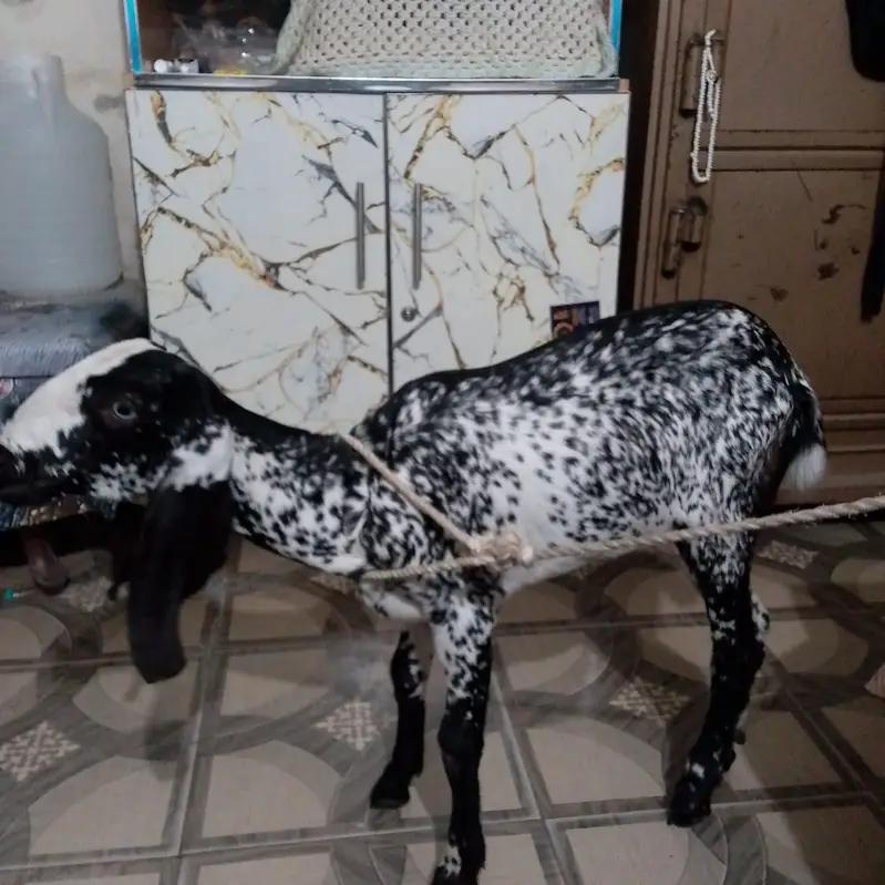 goat female — photo 2