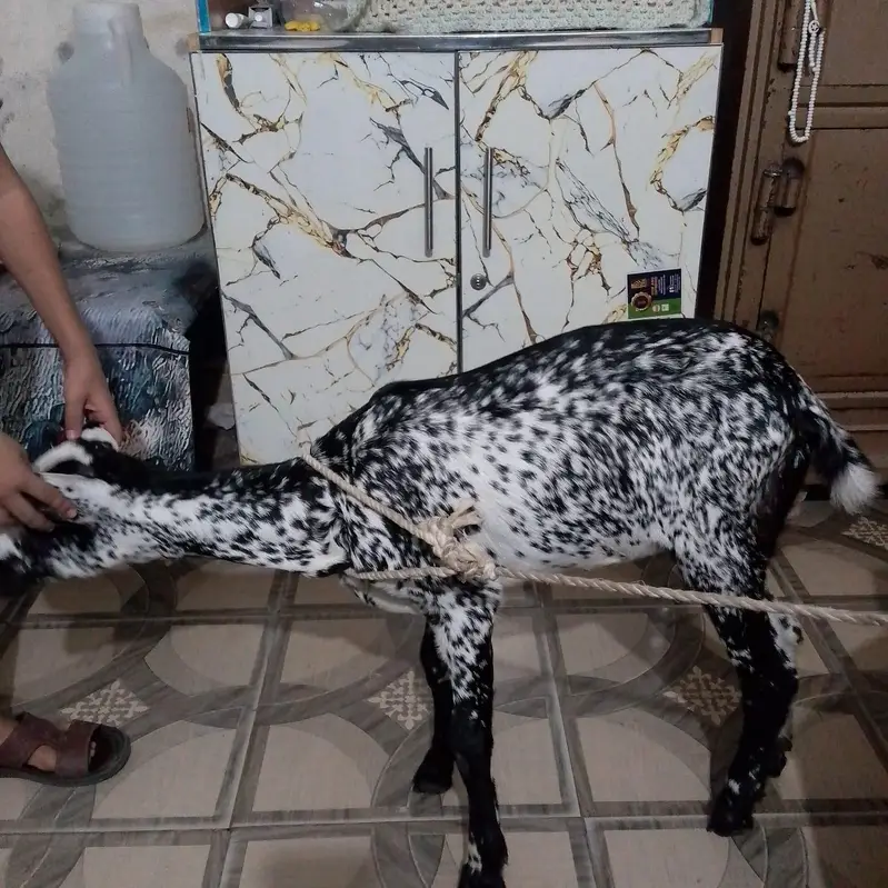 goat female — photo 3