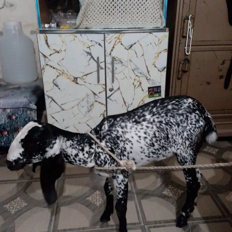 goat female — photo 4